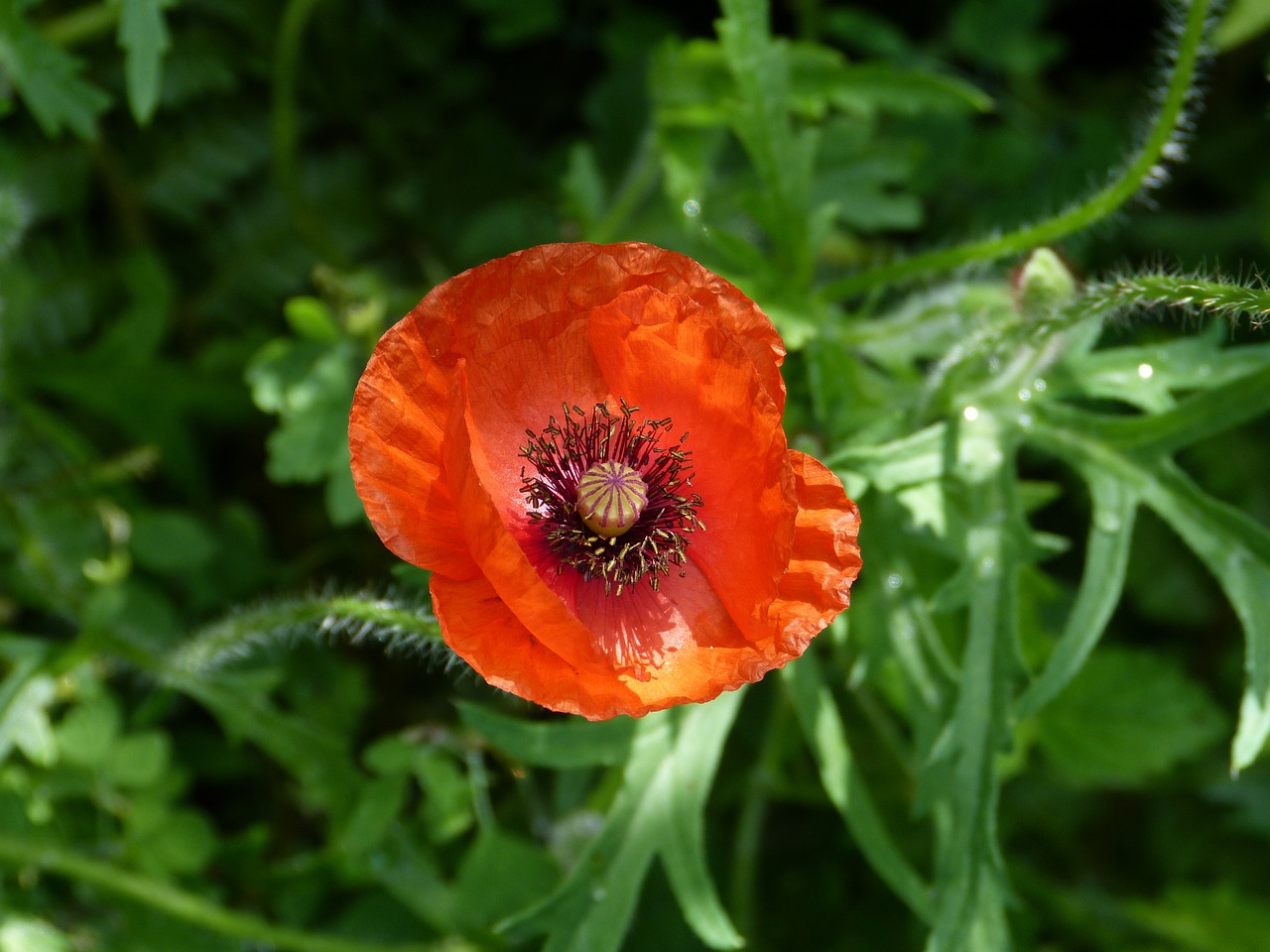 poppy red green free photo