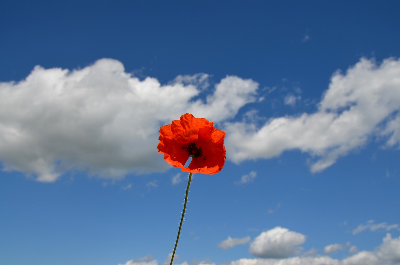 poppy flower nature free photo