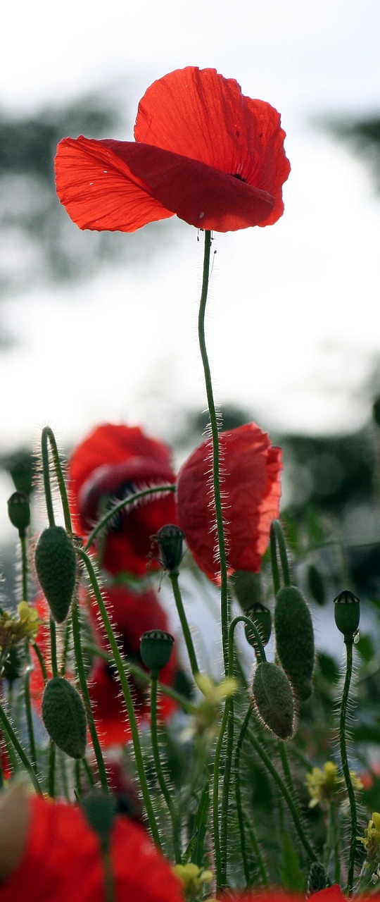 poppy wind nature free photo