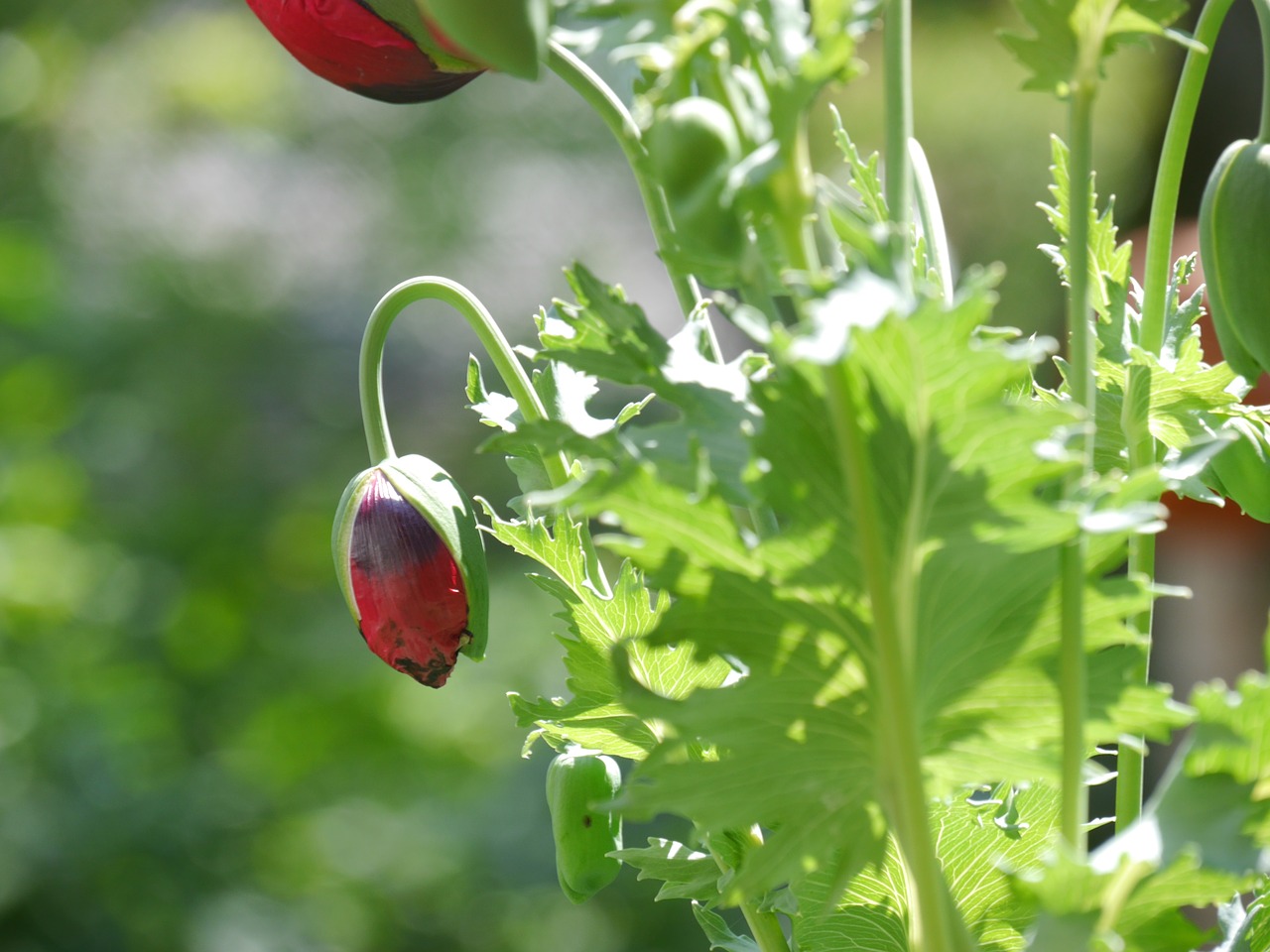 poppy red blossom free photo