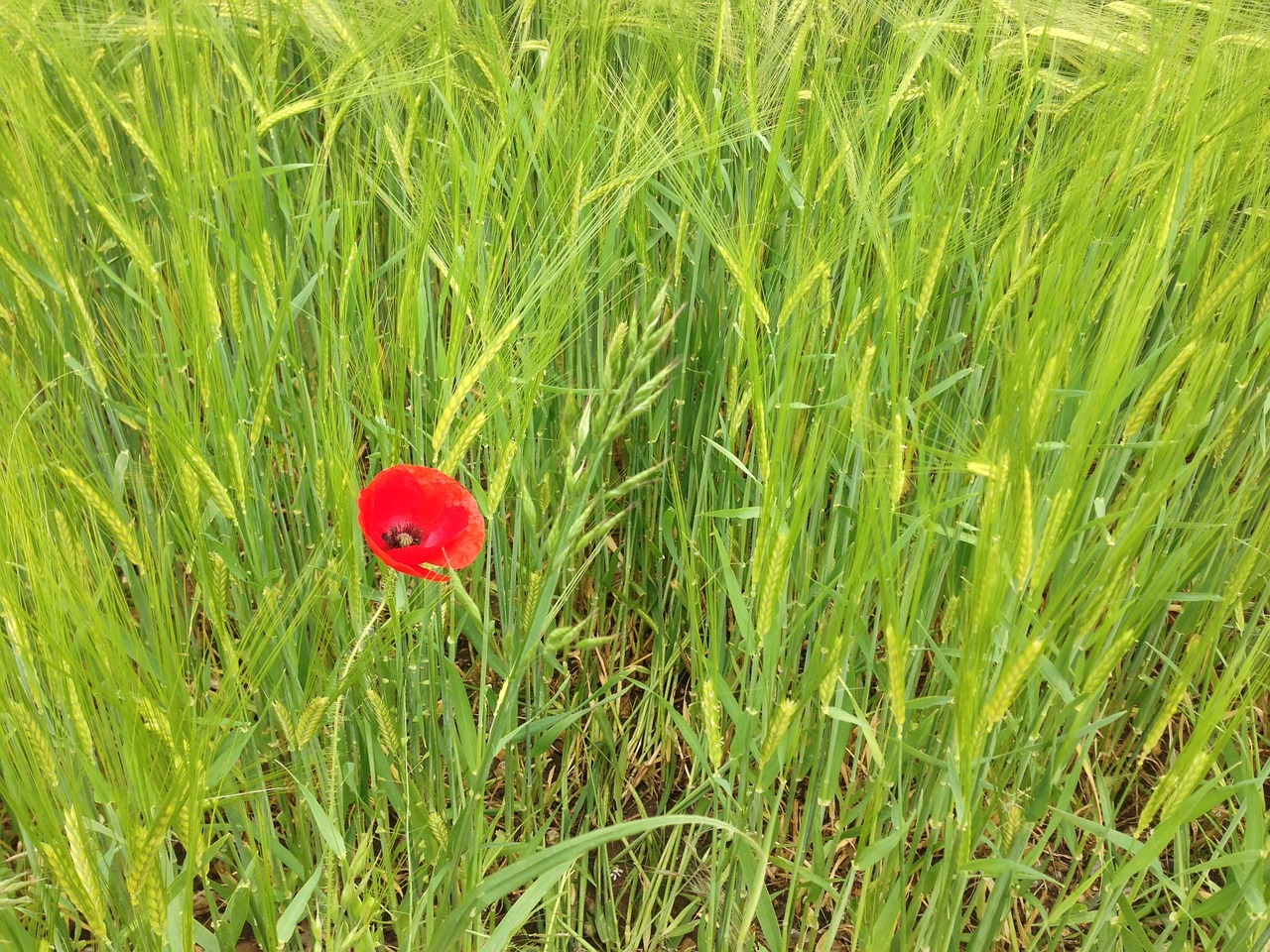 poppy flower nature free photo