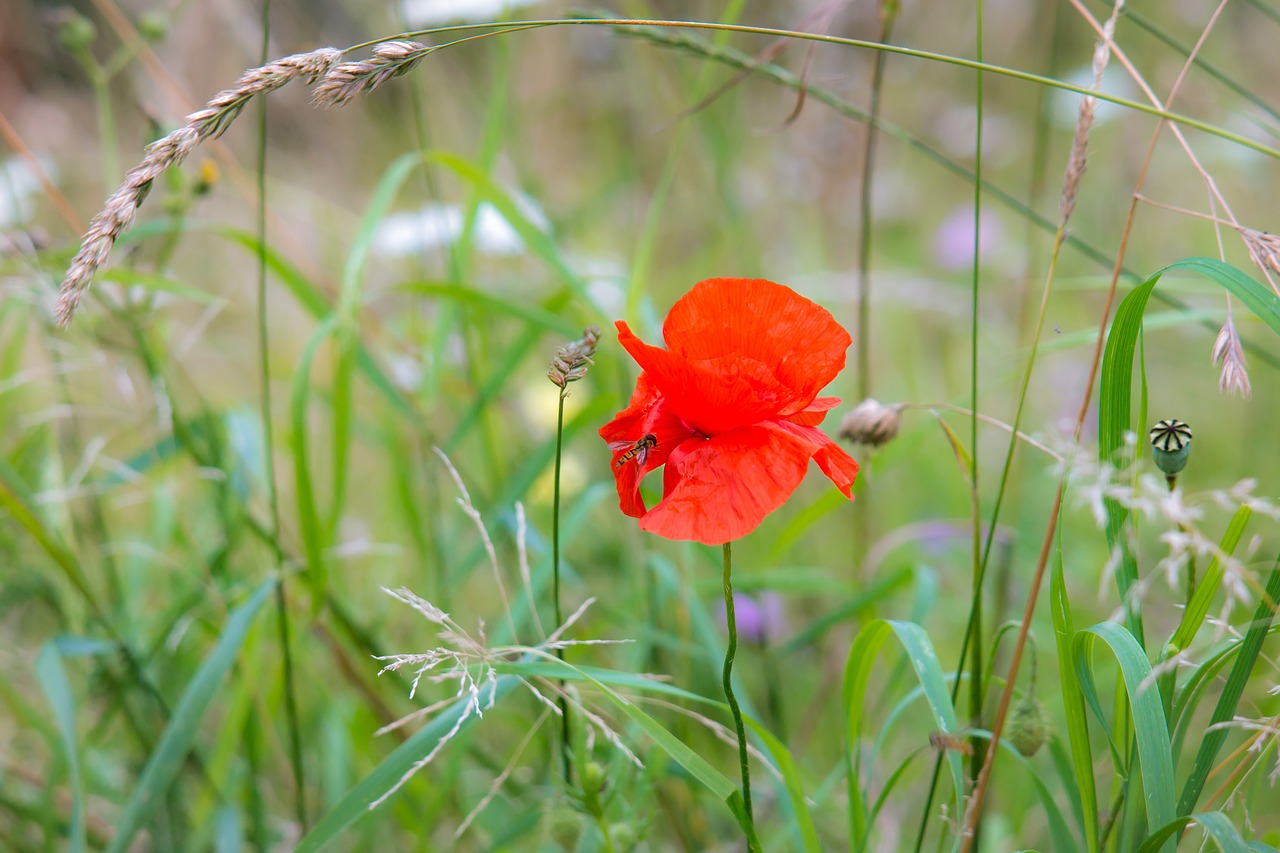 poppy klatschmohn poppy flower free photo