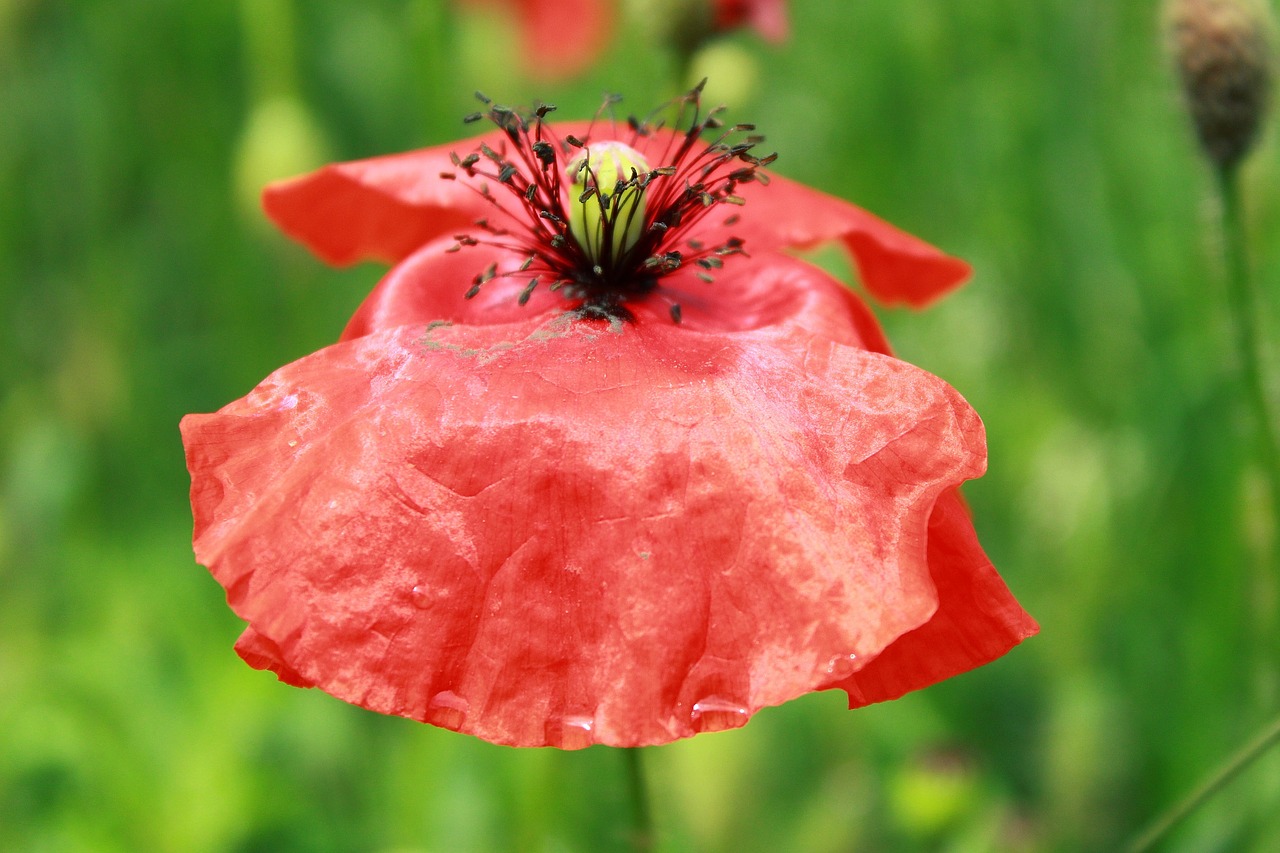 poppy flower klatschmohn free photo