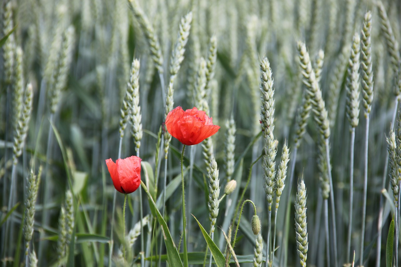 poppy grain cornfield free photo