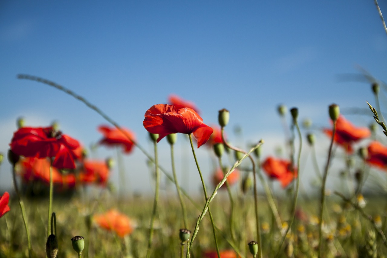 poppy landscape spring free photo