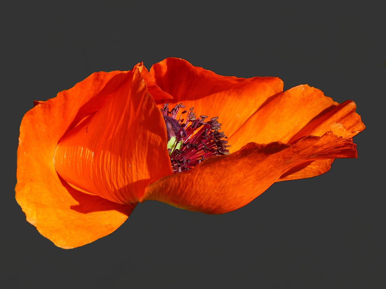 poppy klatschmohn flower free photo