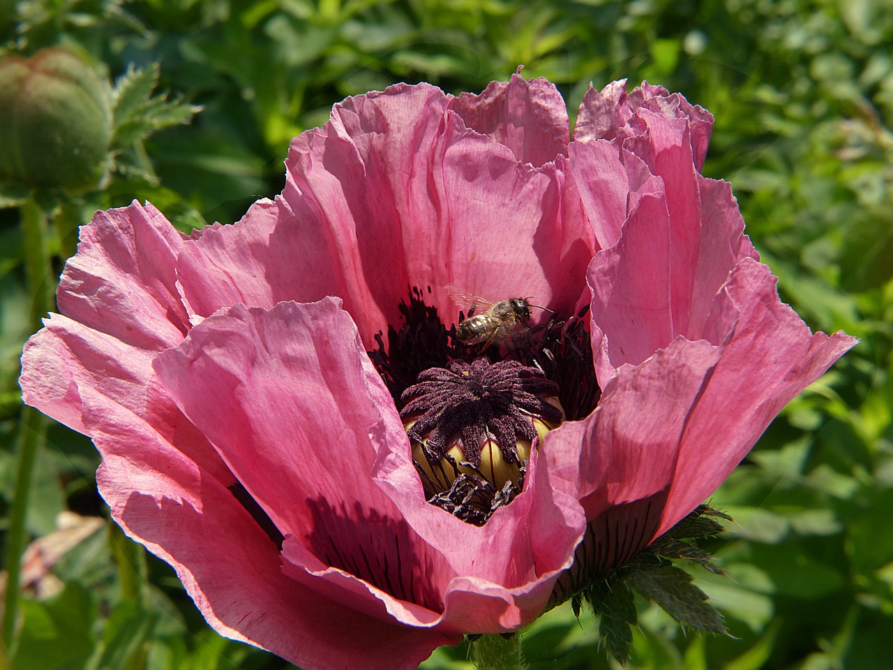 poppy klatschmohn poppy flower free photo