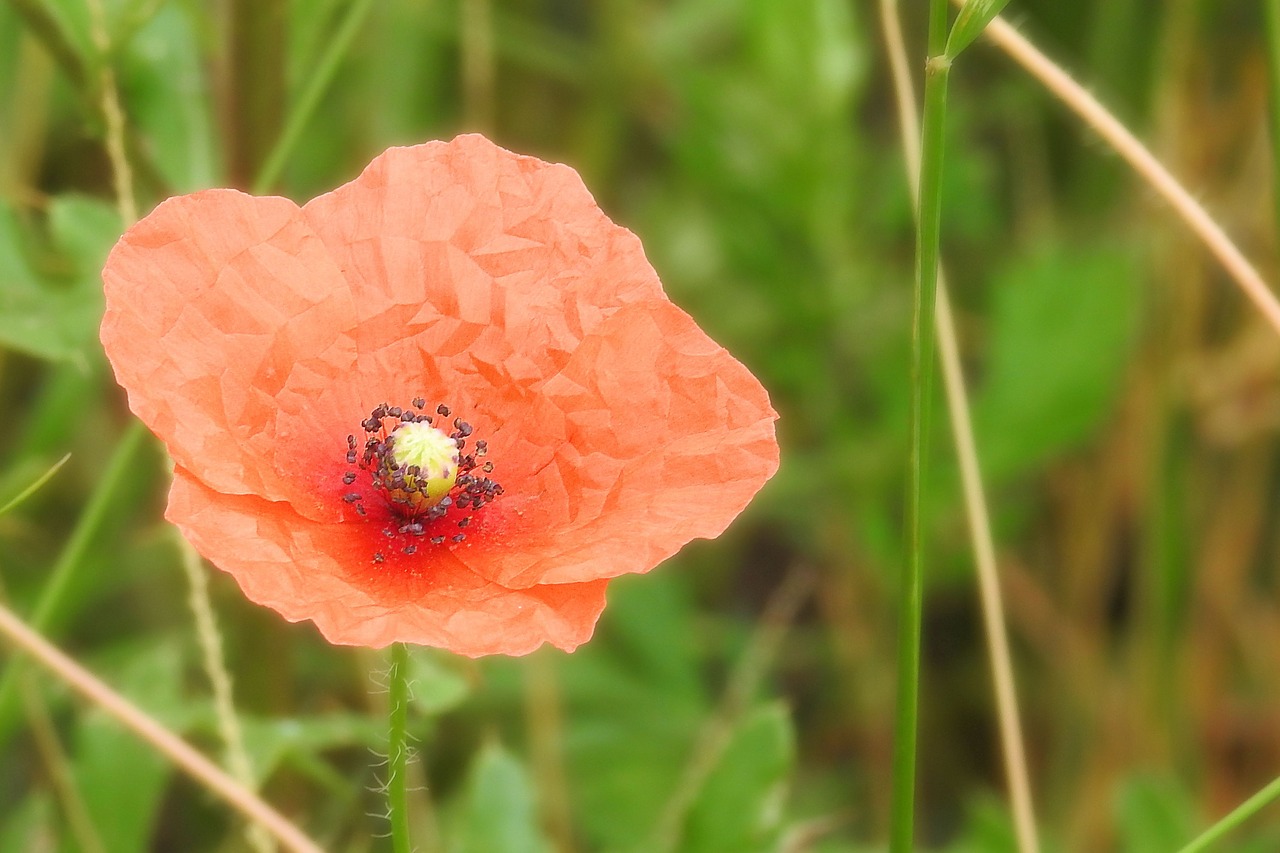 poppy red poppy blossom free photo