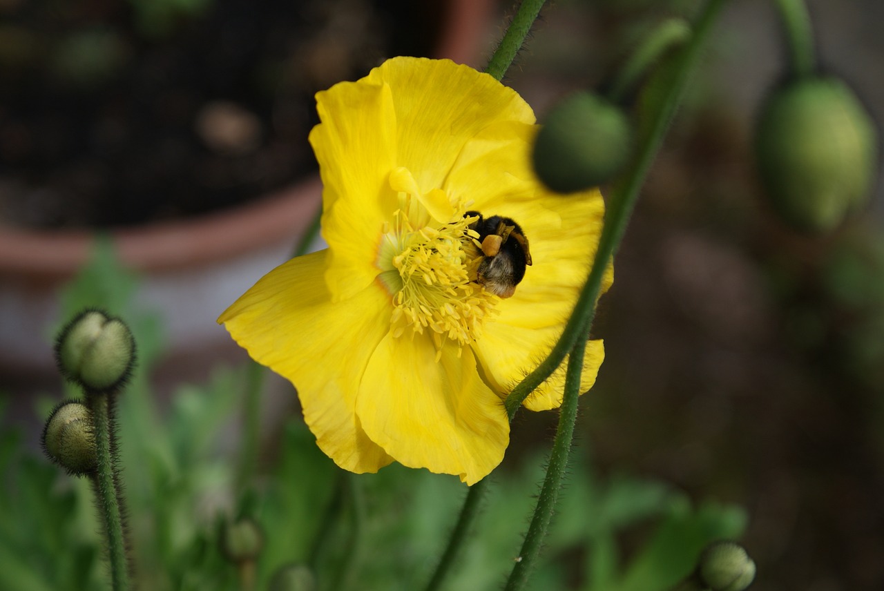 poppy yellow bloom free photo