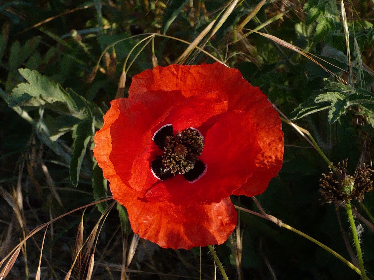 poppy flower red free photo