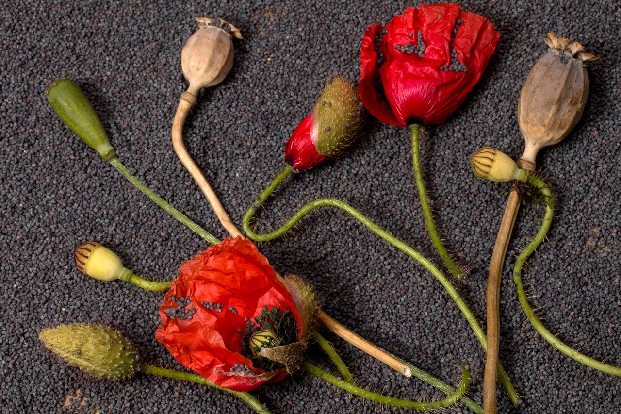 poppy flowers poppy capsules free photo