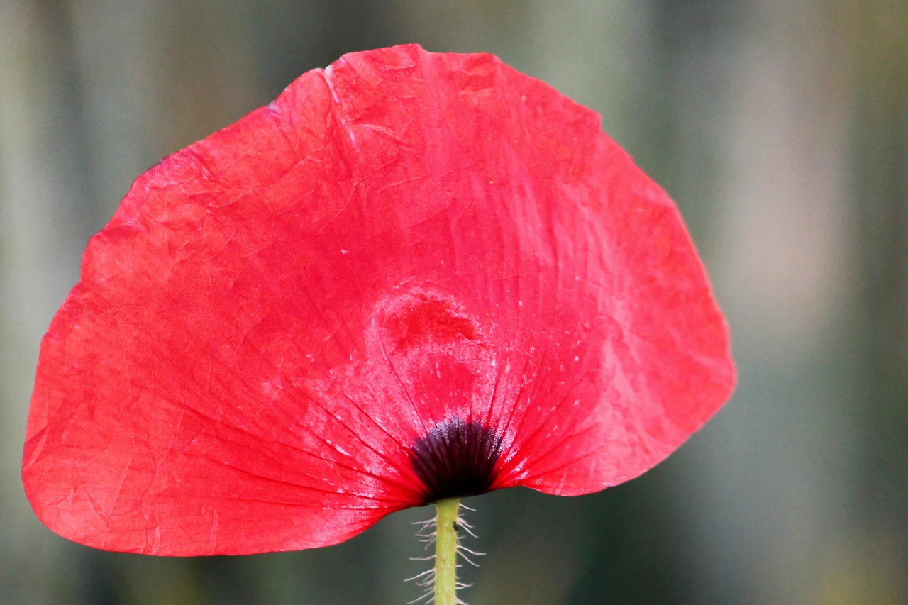 poppy klatschmohn red free photo