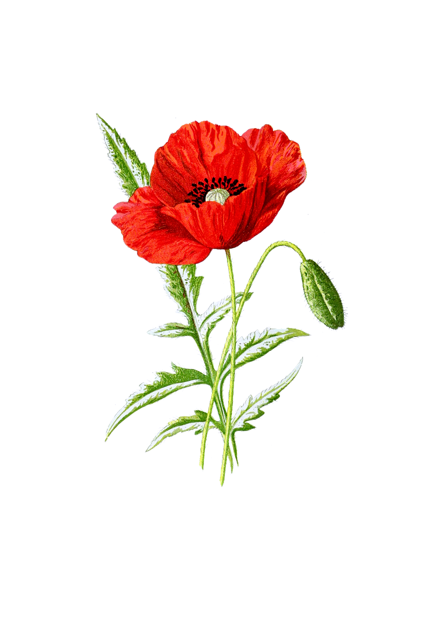 poppy flower blossom free photo