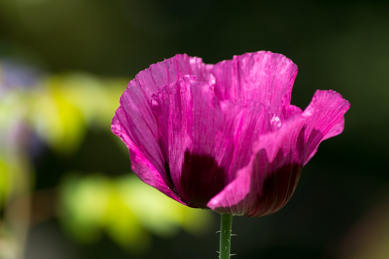 poppy flower magenta free photo