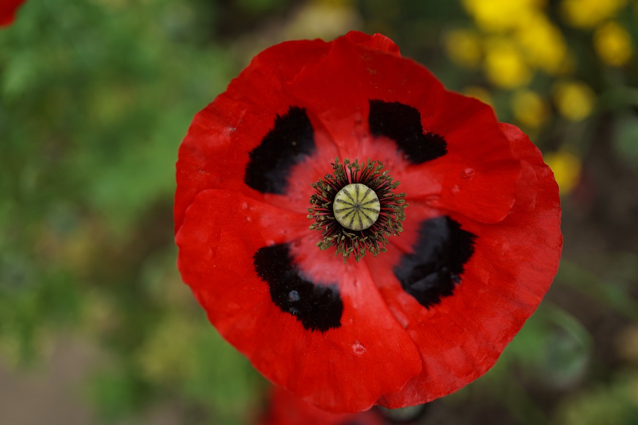 poppy red klatschmohn free photo