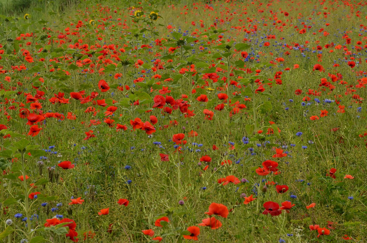 poppy field field flowers free photo