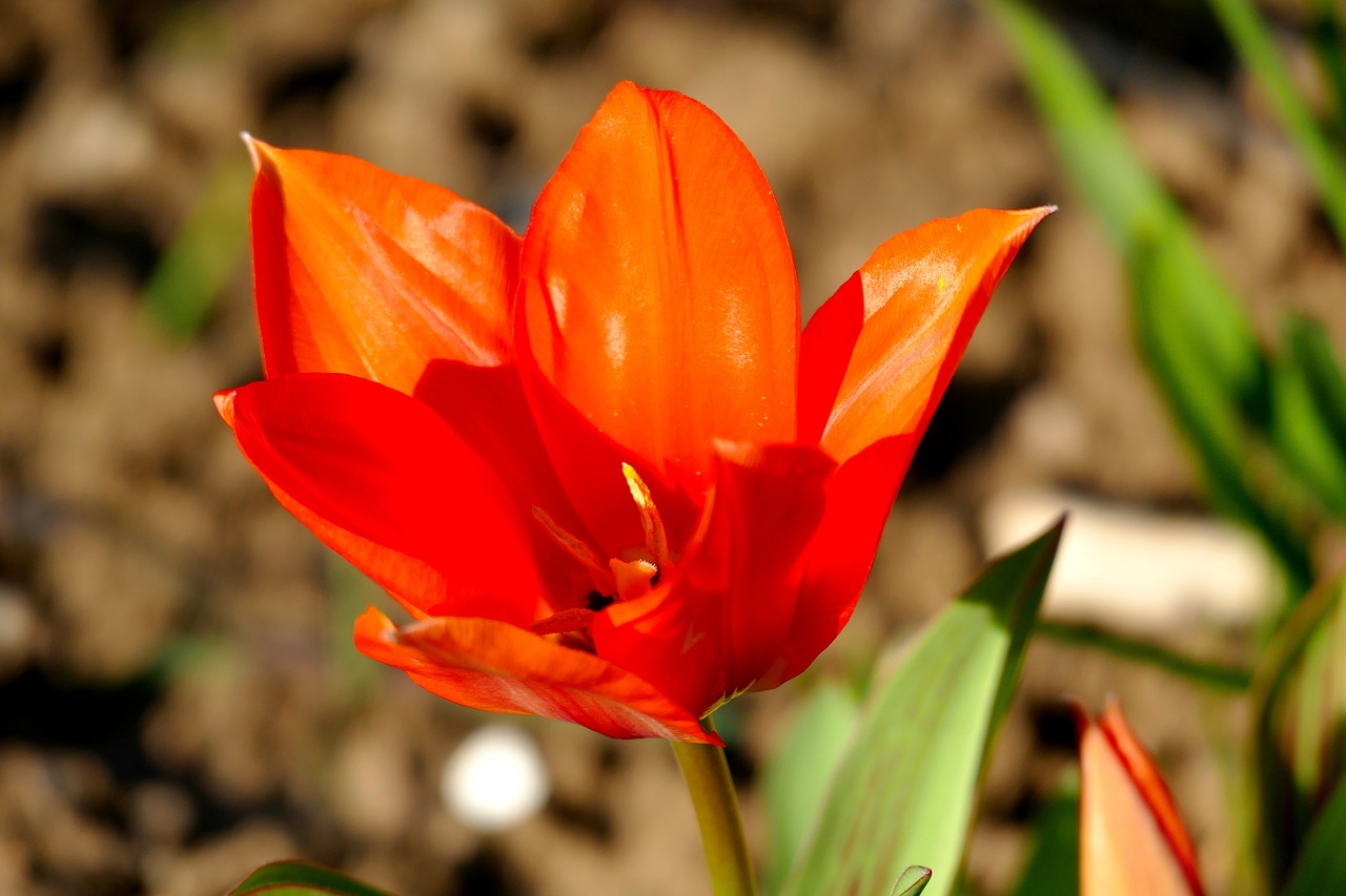 poppy red orange free photo