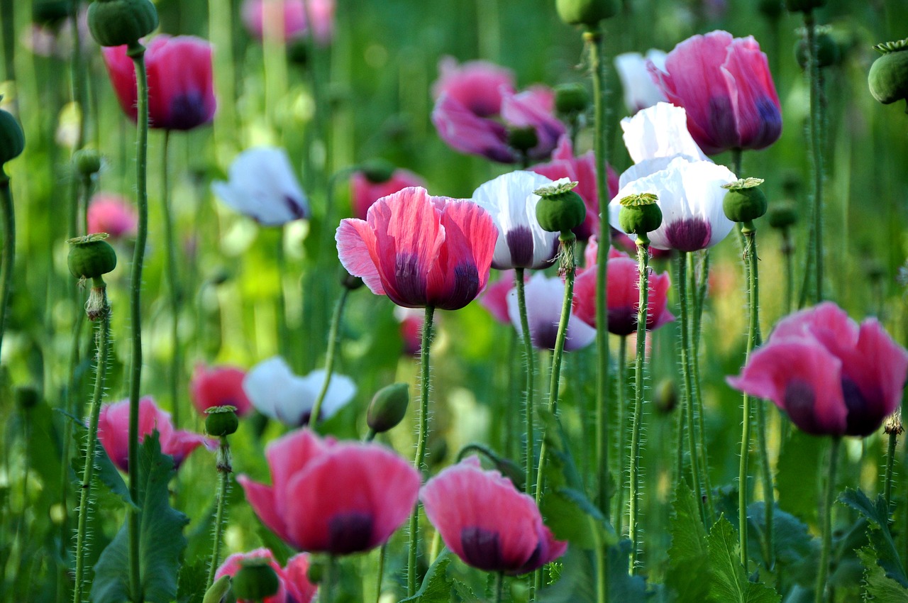 poppy thriving mohnfeld nature free photo