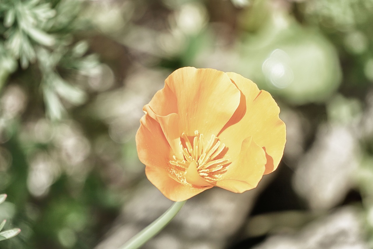 poppy flower flora free photo