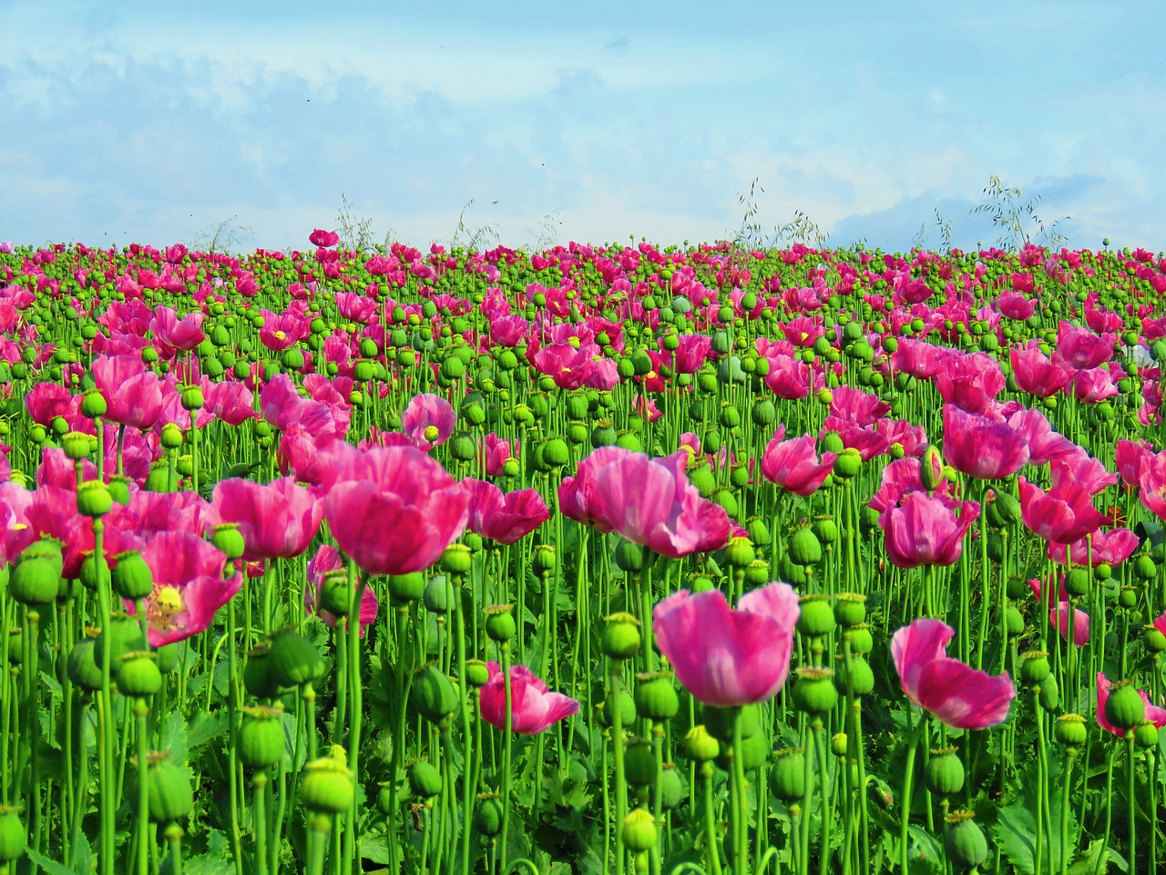 poppy field opium poppy free photo