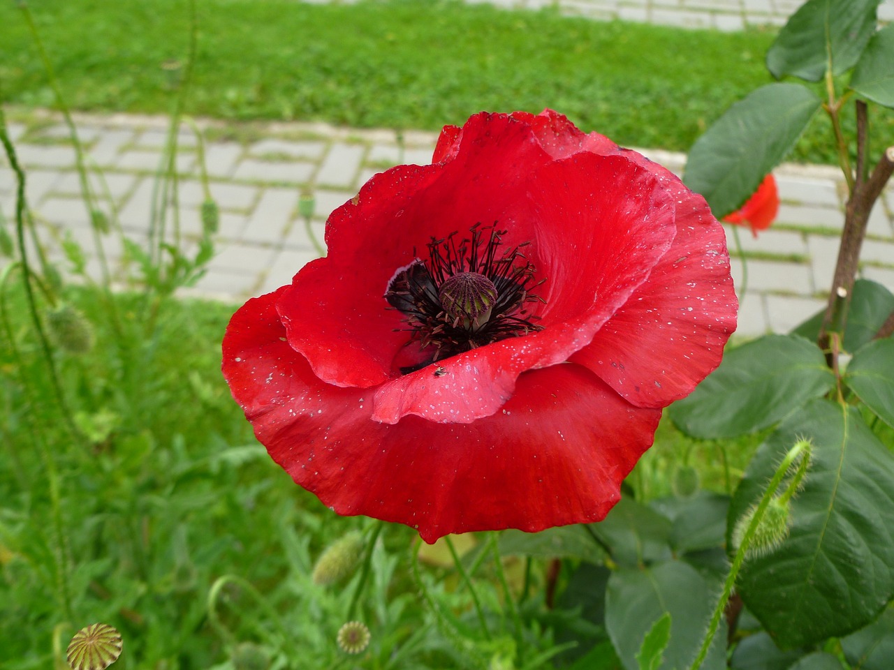 poppy flower summer free photo