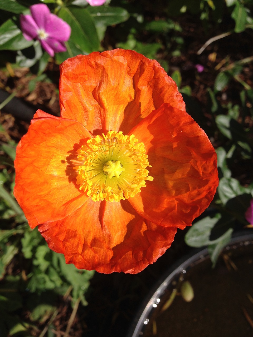 poppy flower orange free photo