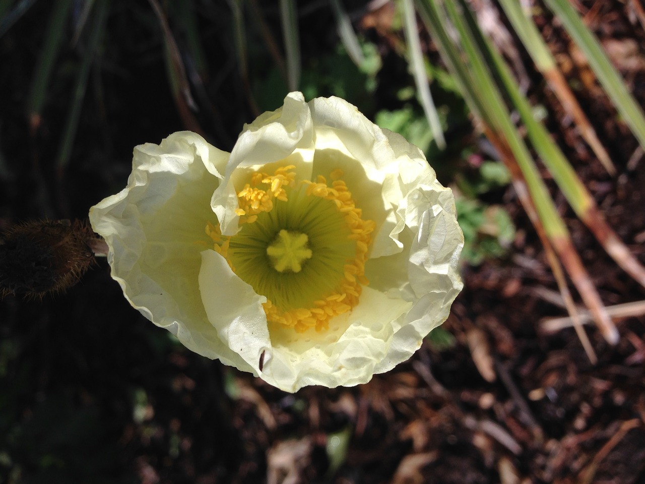 poppy flower cream free photo