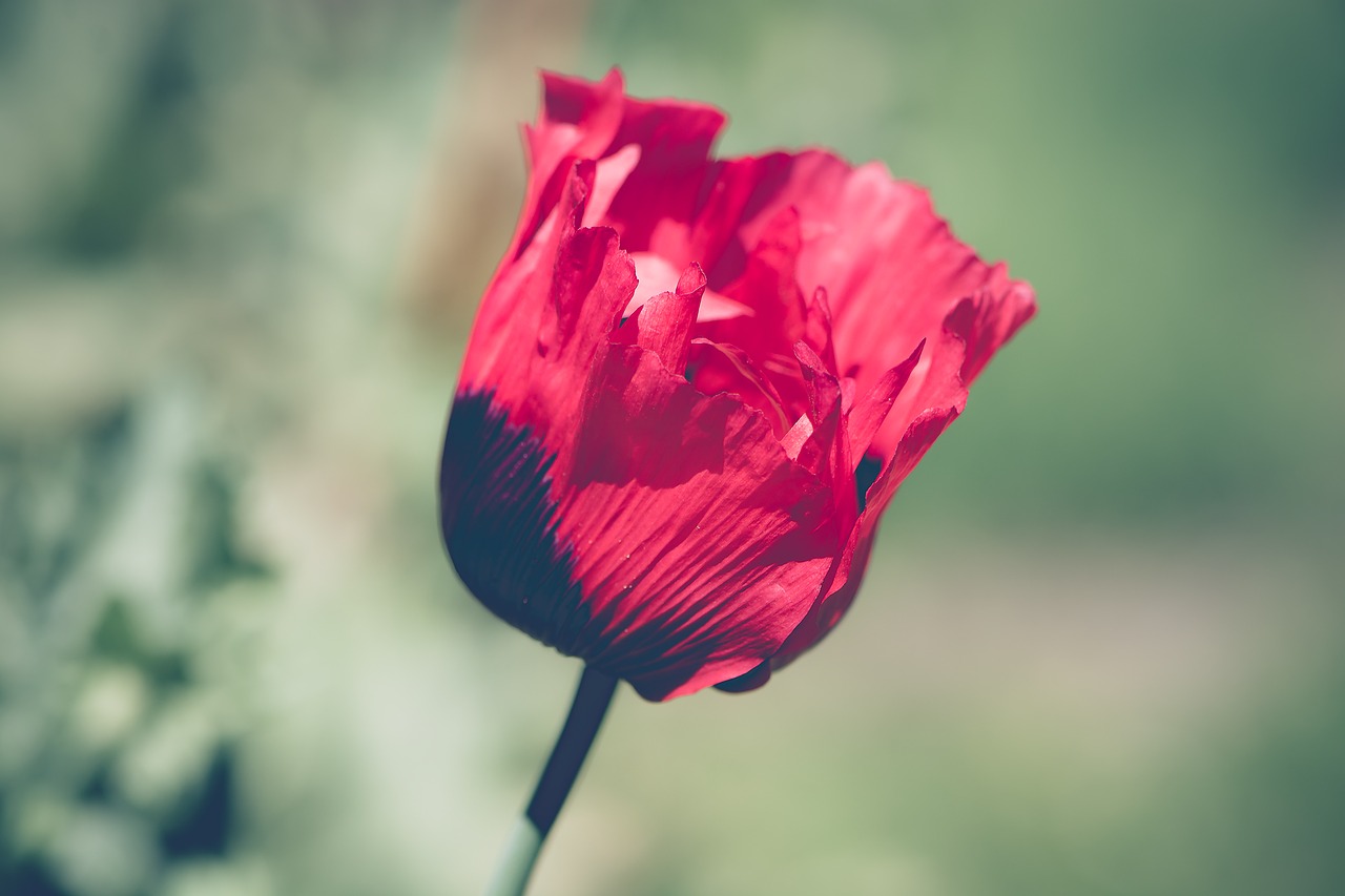 poppy red red poppy free photo