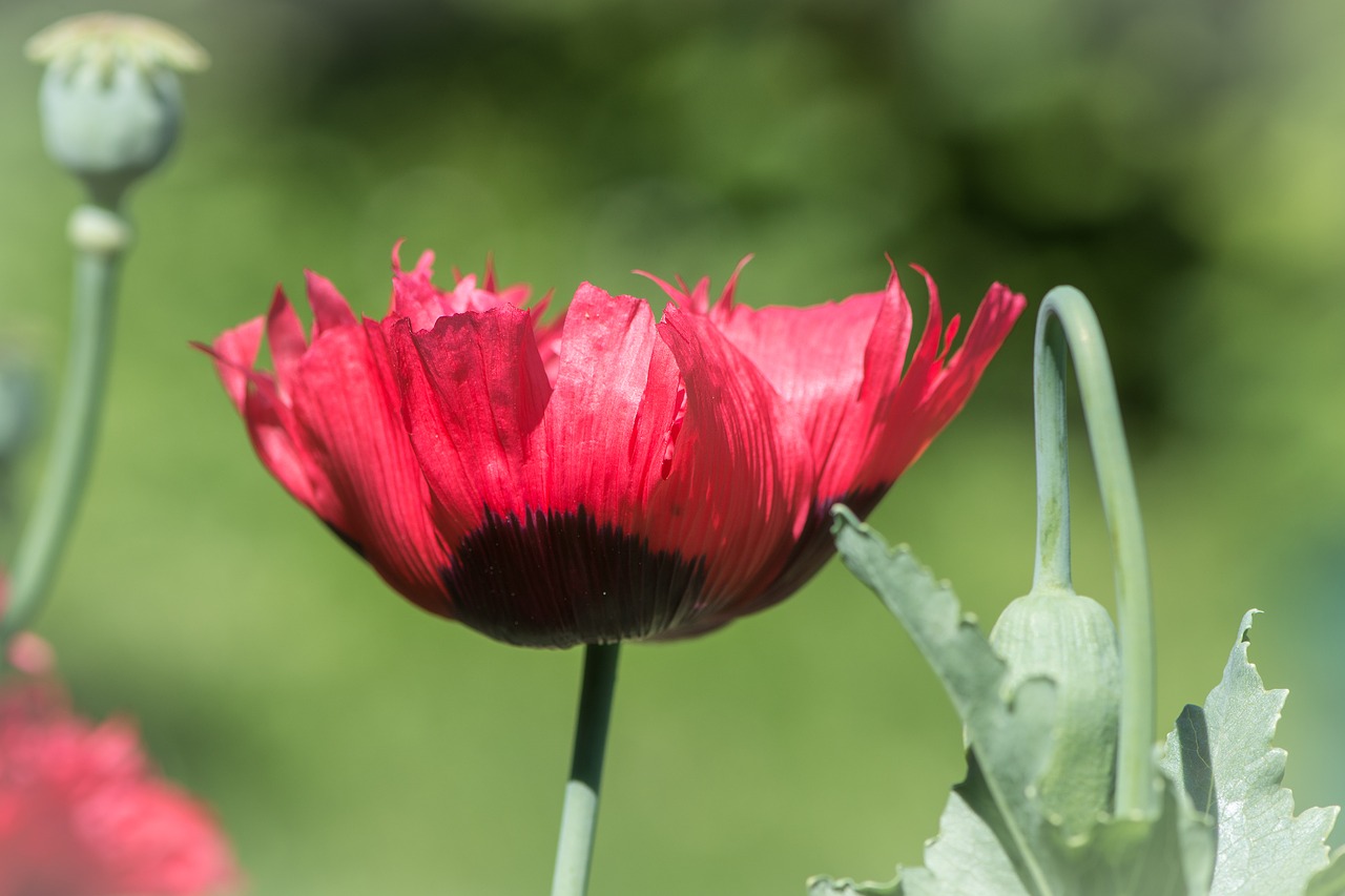 poppy red red poppy free photo