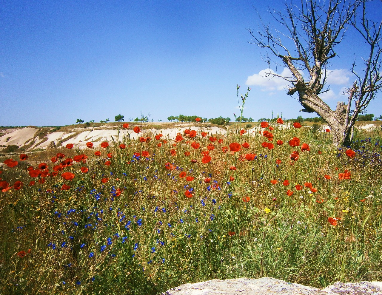 poppy sky mood free photo