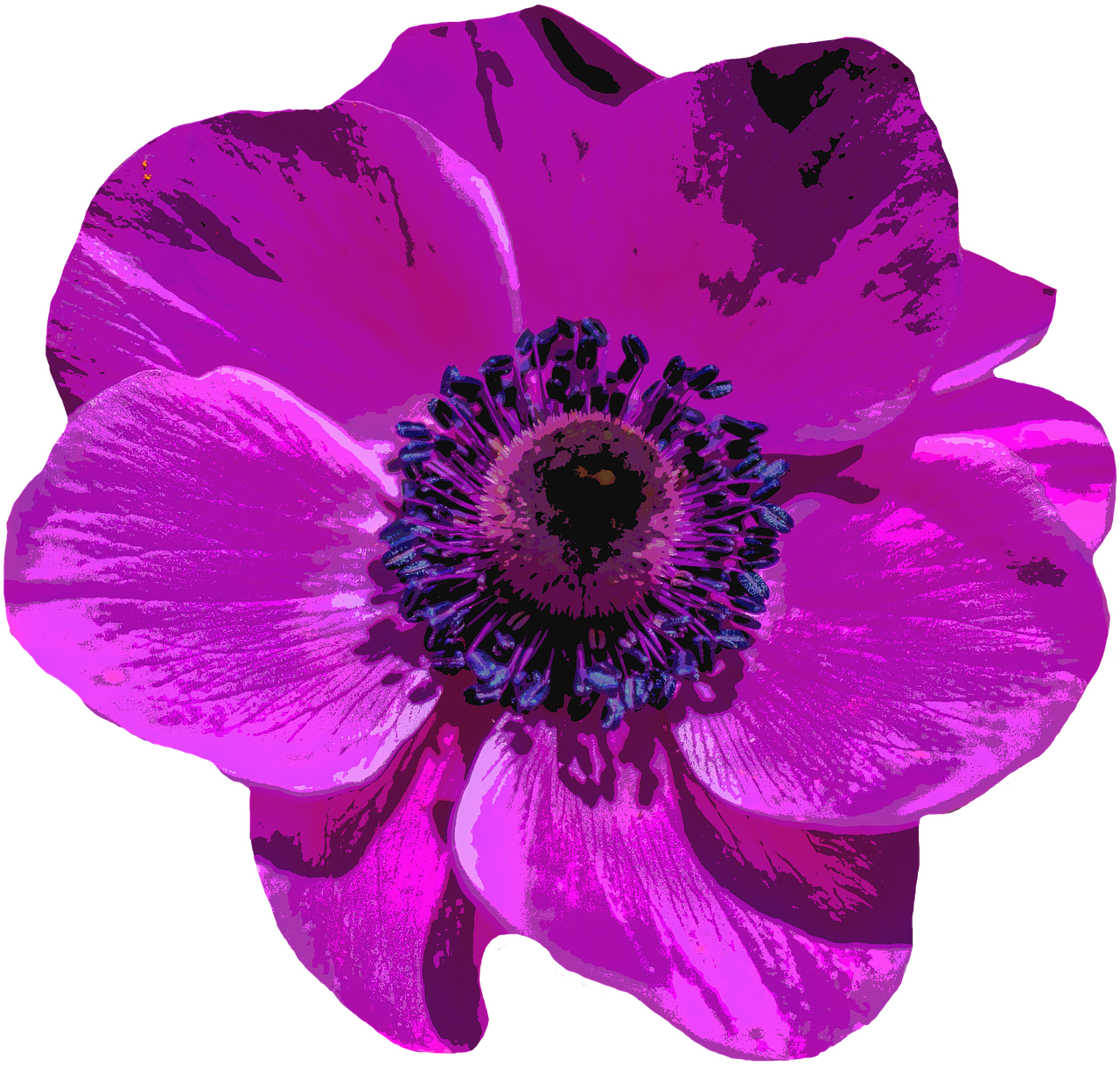 poppy blossom bloom free photo