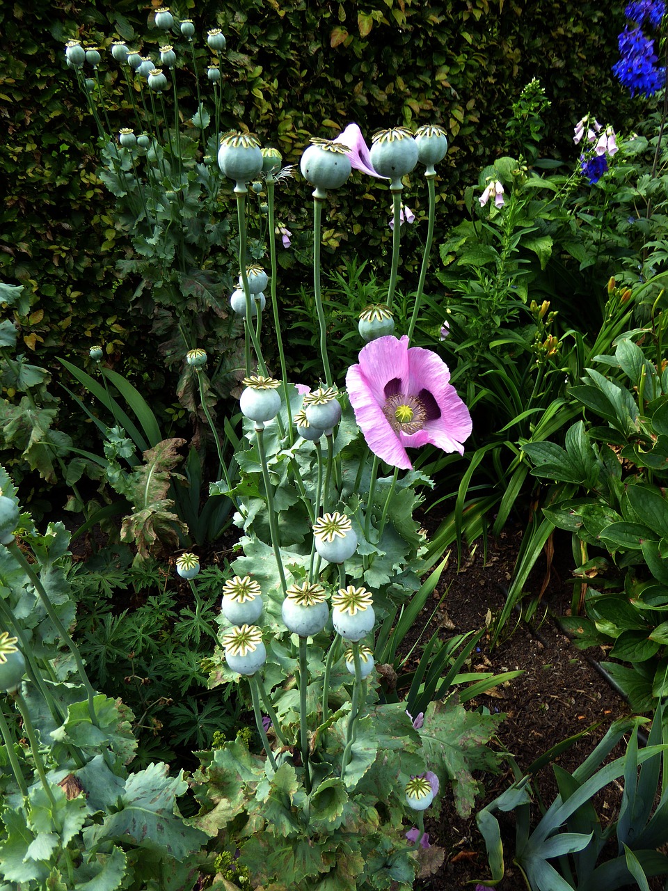 poppy bush purple free photo