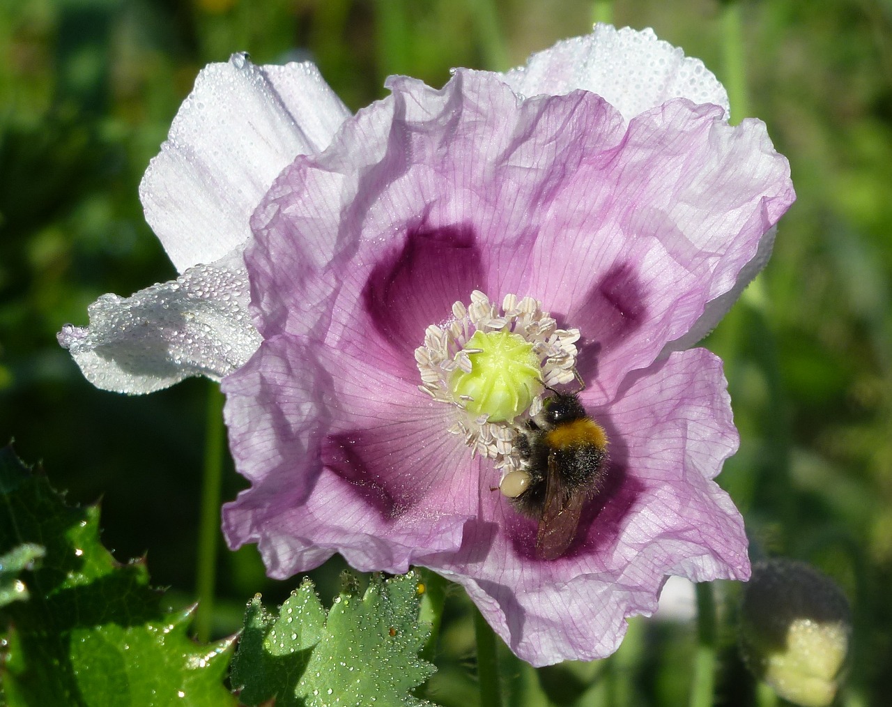 poppy bee honey free photo