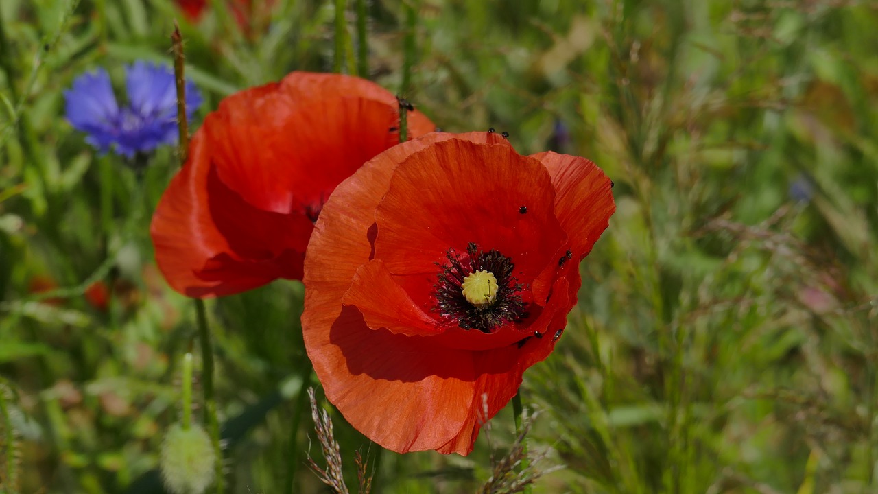 poppy blossom bloom free photo