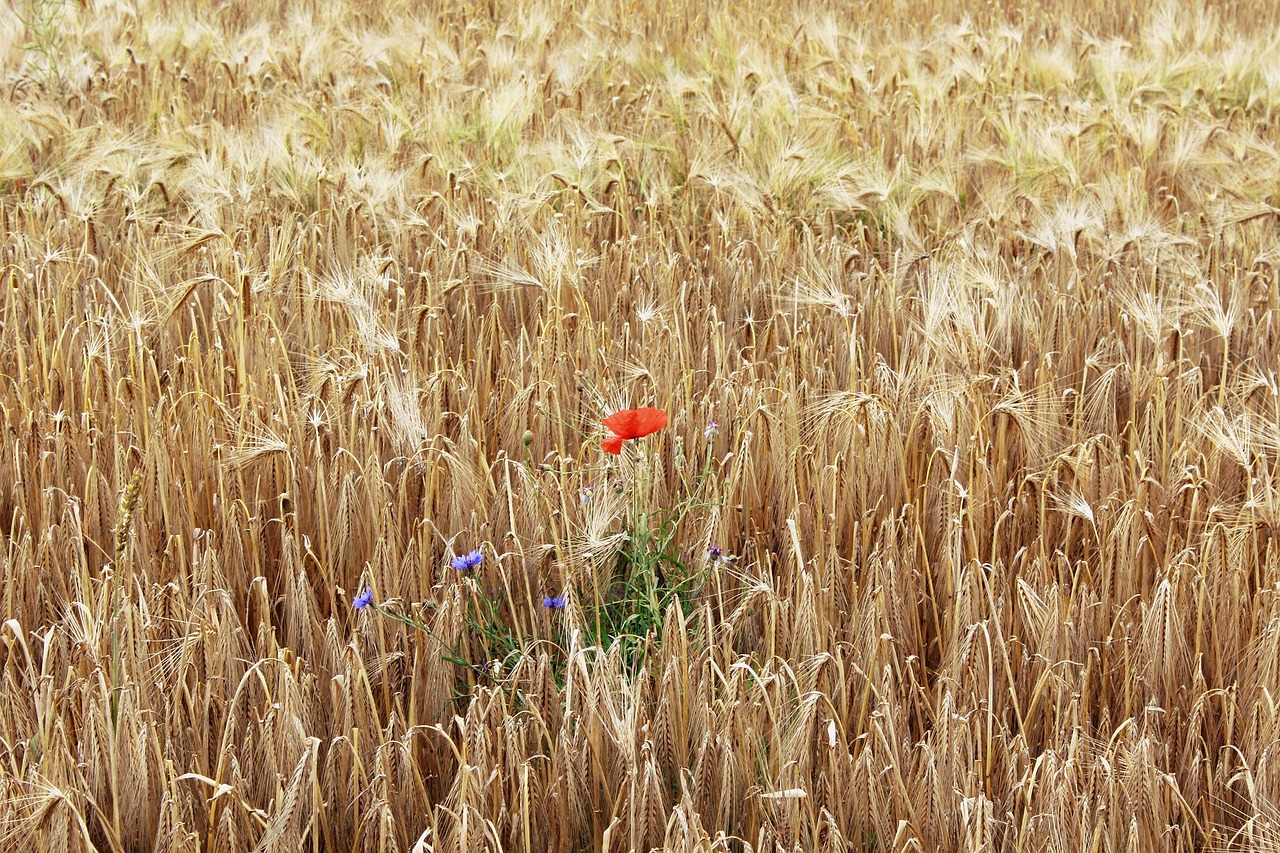 poppy cornfield field free photo