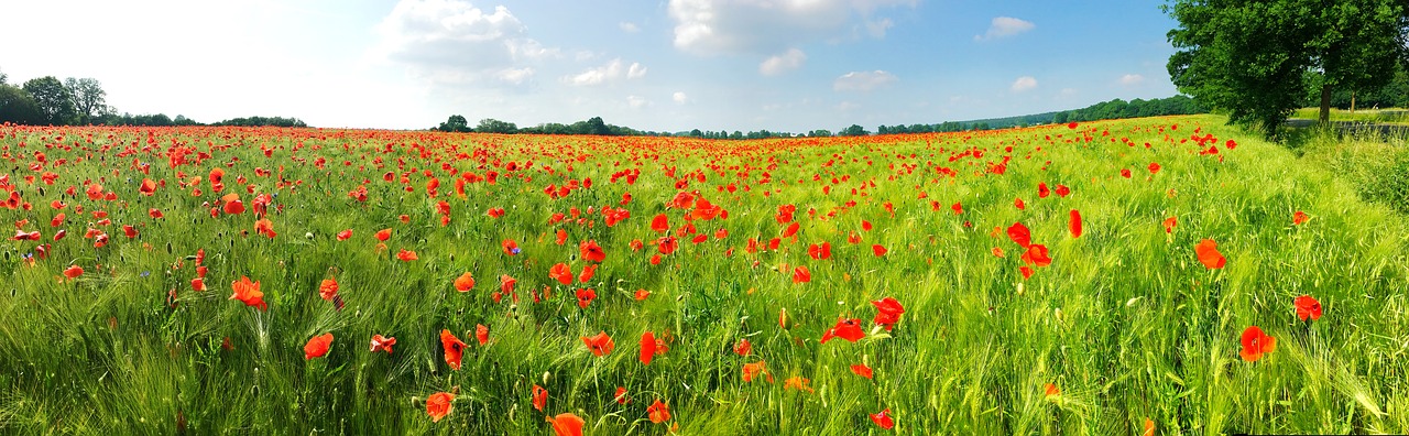 poppy field red free photo