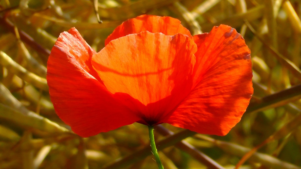 poppy flower red free photo