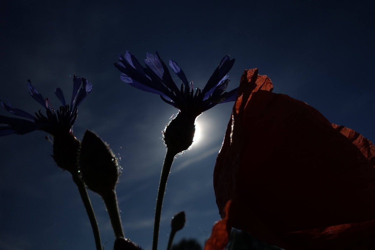 poppy cornflower glimmer free photo