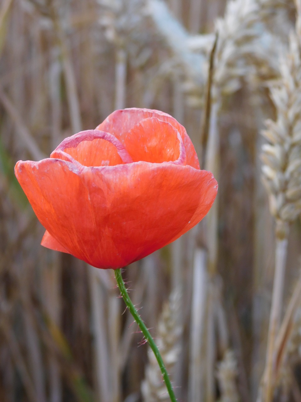 poppy poppies in the field in field free photo