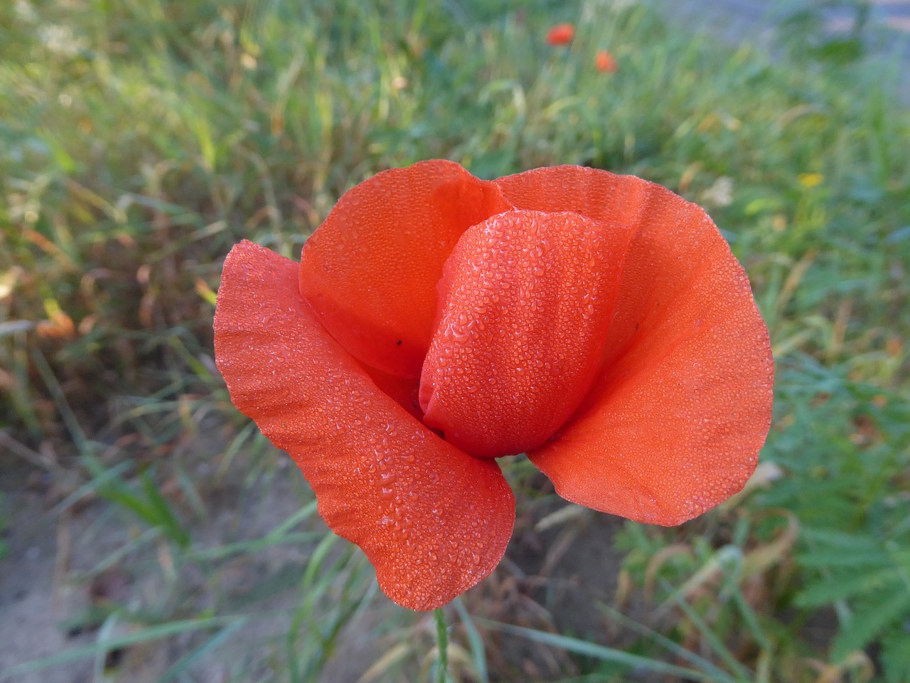 poppy morning dew flower free photo