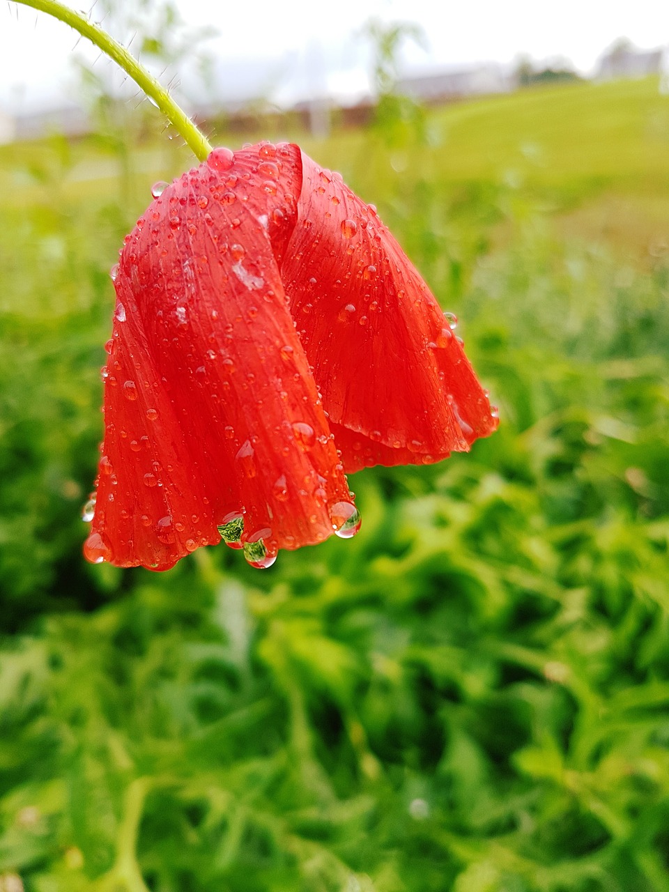 poppy poppies red free photo