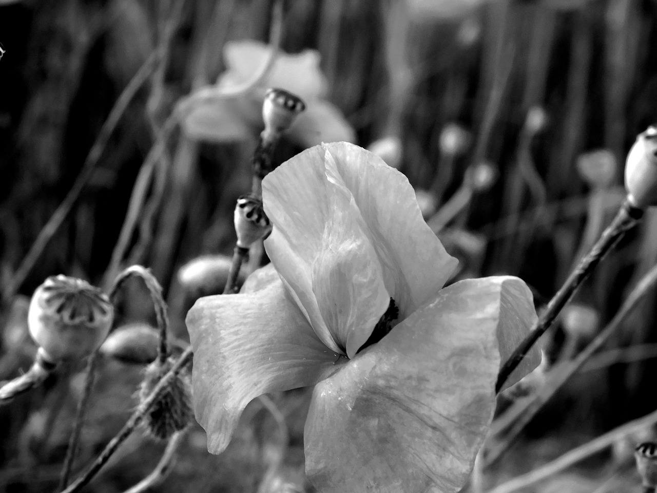 poppy poppies in the field mohnfeld free photo