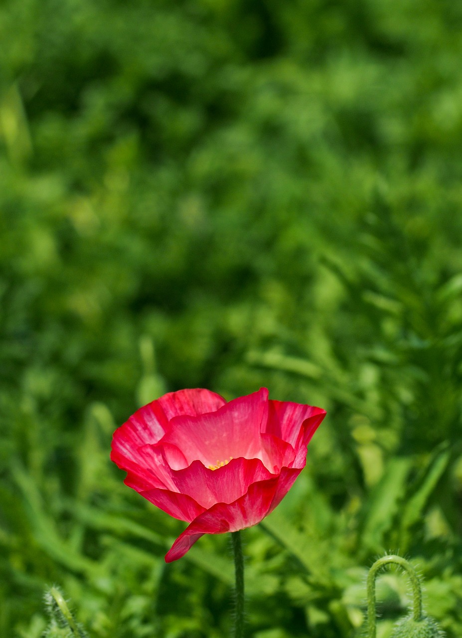 poppy red natural free photo