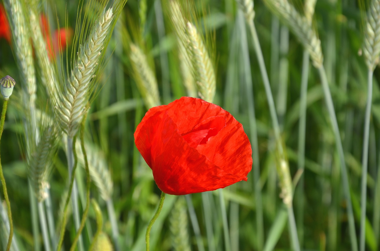 poppy cornfield summer free photo