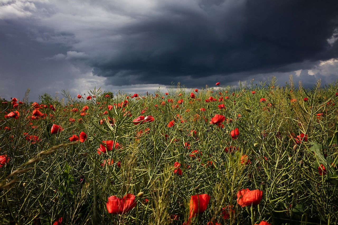 poppy cloud storm free photo