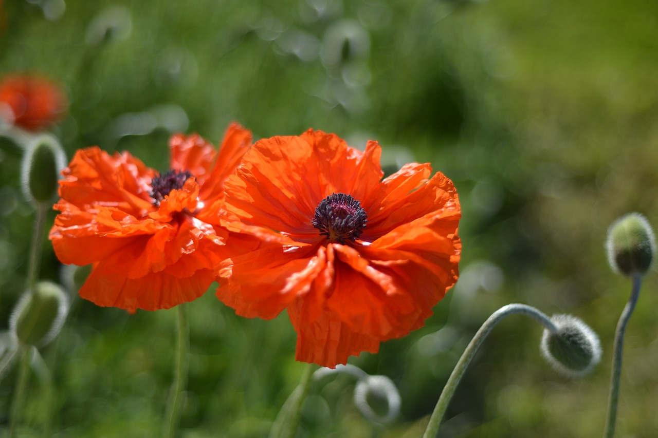 poppy bed plant free photo