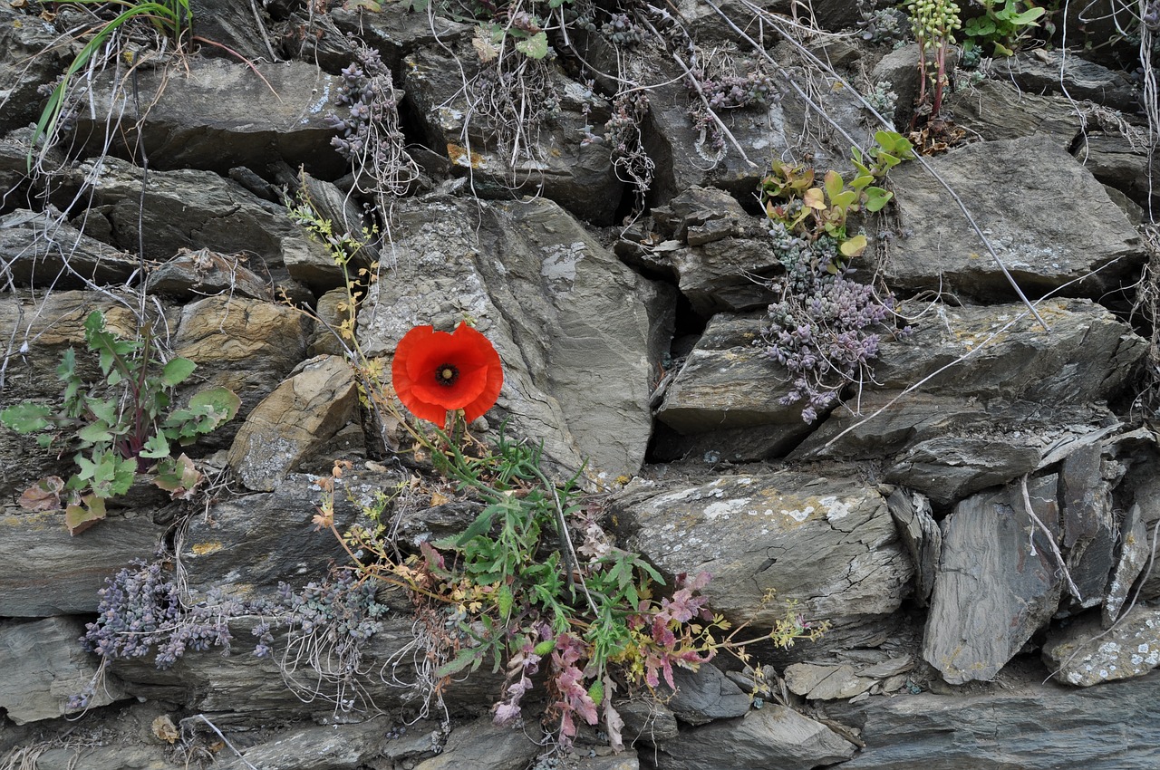 poppy stones wall free photo