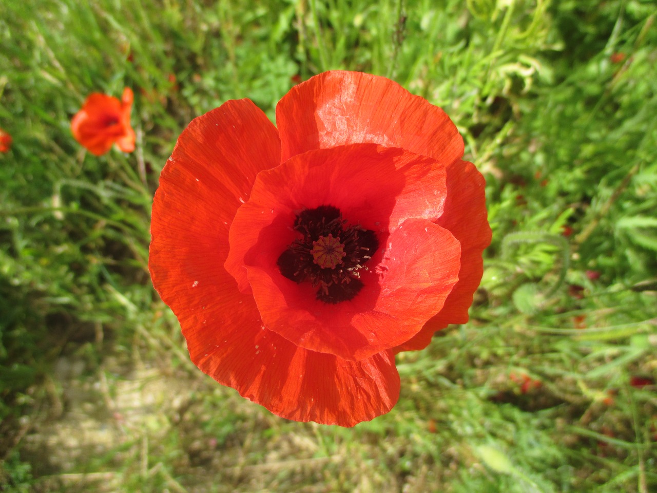 poppy flower red free photo