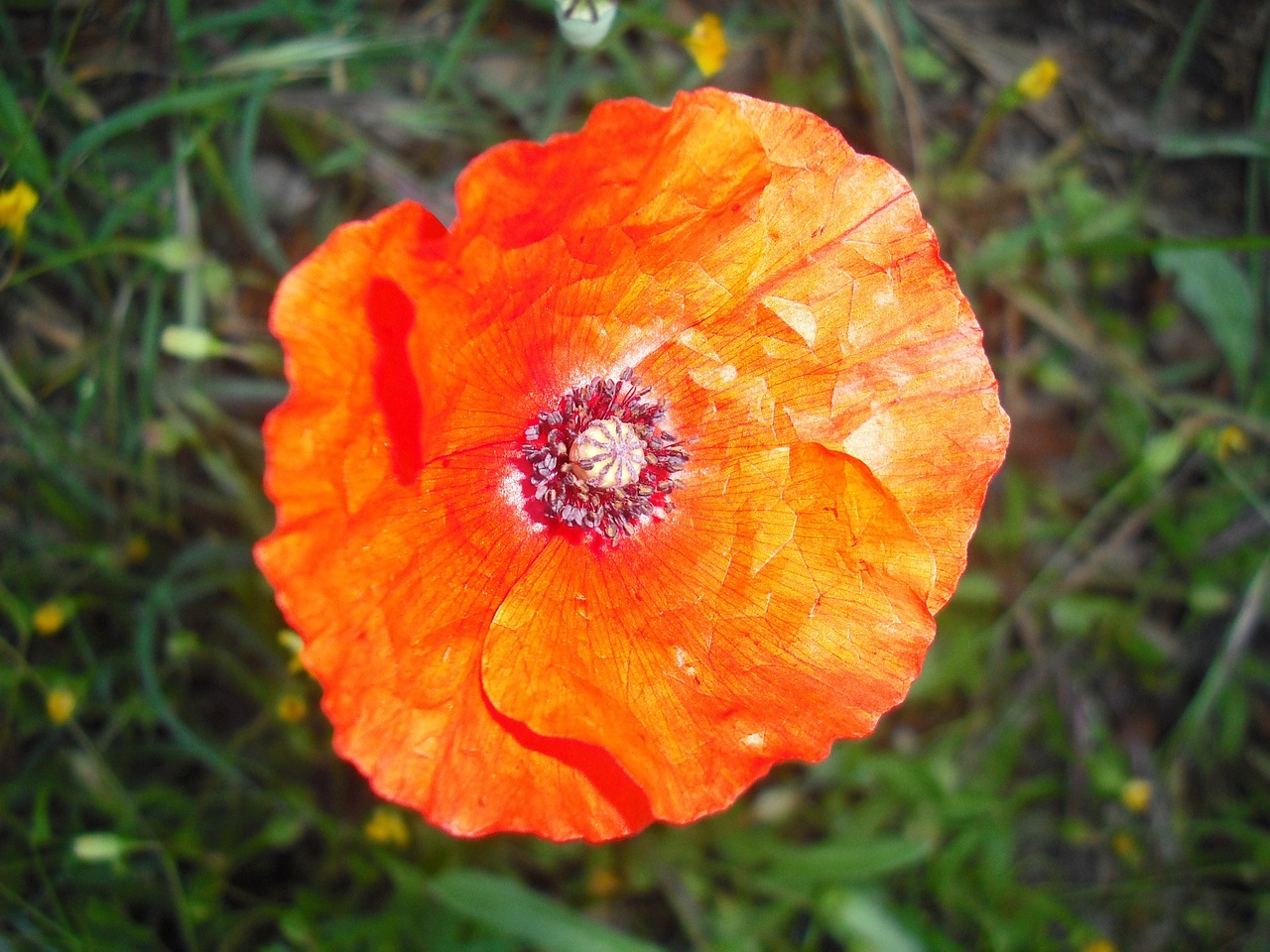 poppy nature flower free photo