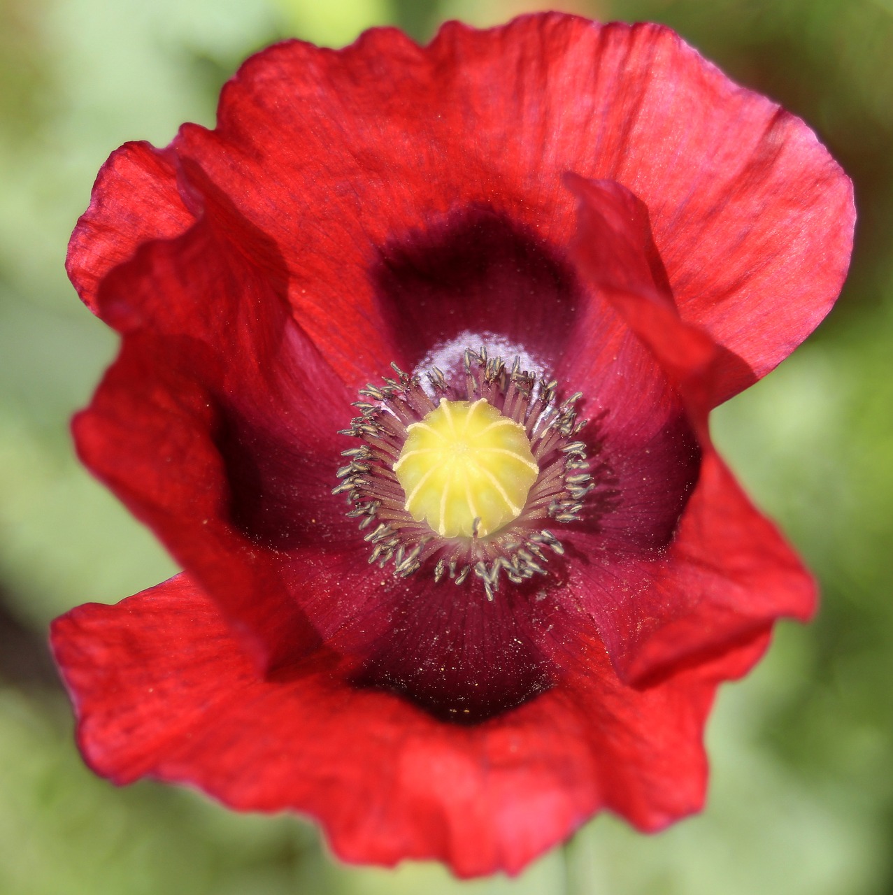 poppy red nature free photo